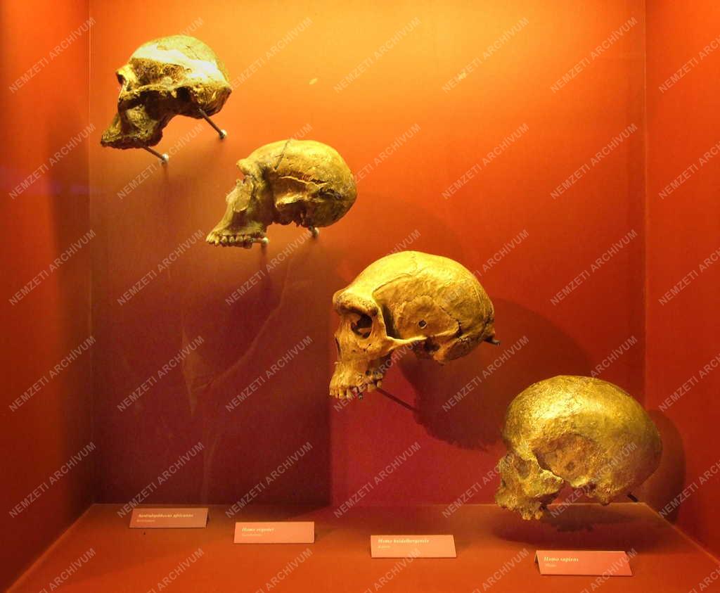 Táj, város - Ausztria -  Múzeum - Darwin-kiállítás