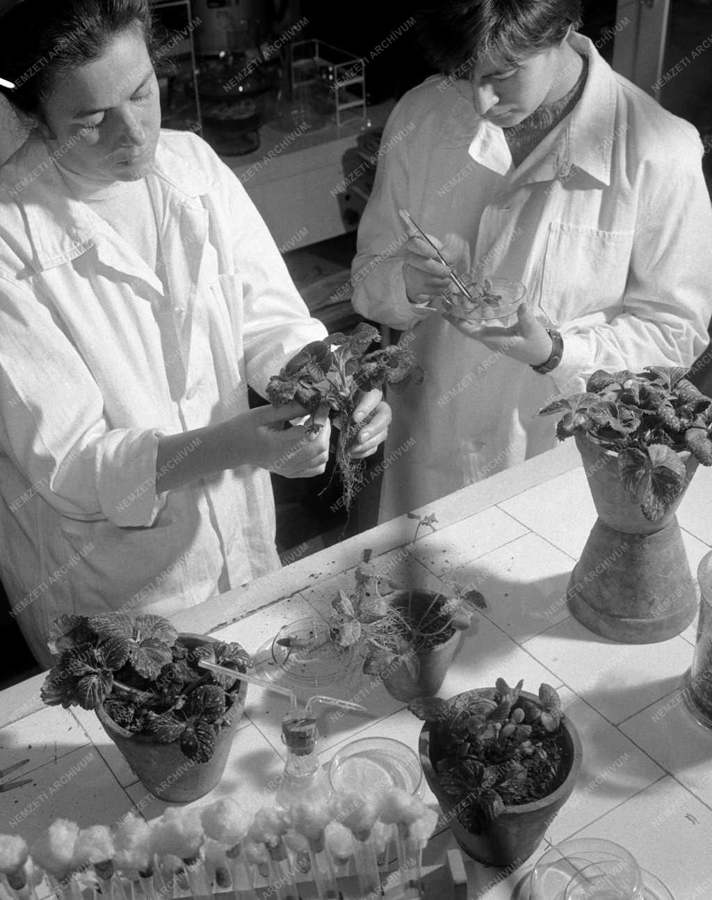 Mezőgazdaság - A Növényvédelmi Kutató Intézet kísérleti telepe