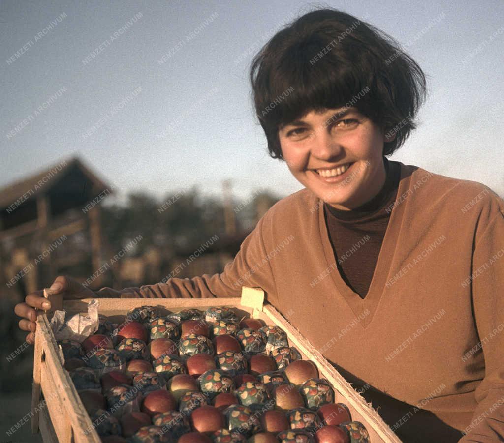 Mezőgazdaság - Export alma a Baki Állami Gazdaságból