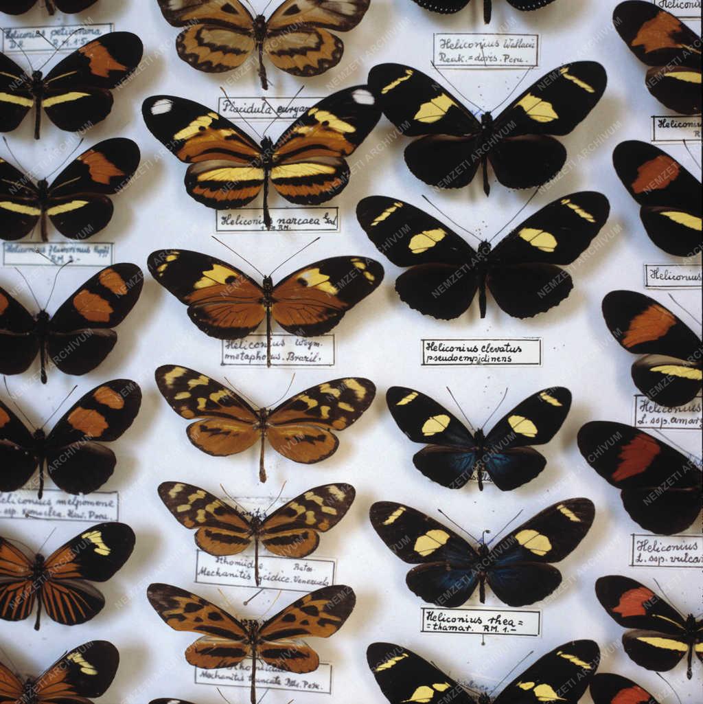 Entomológia - Bezsilla László lepkegyűjteménye