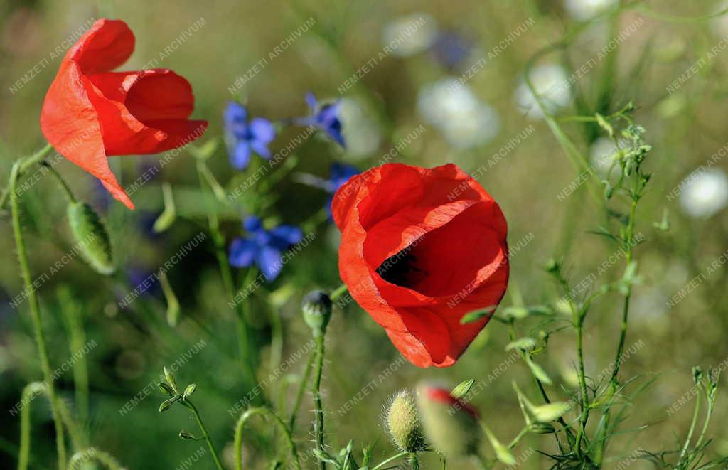 Természet - Hortobágy - Vadvirágok