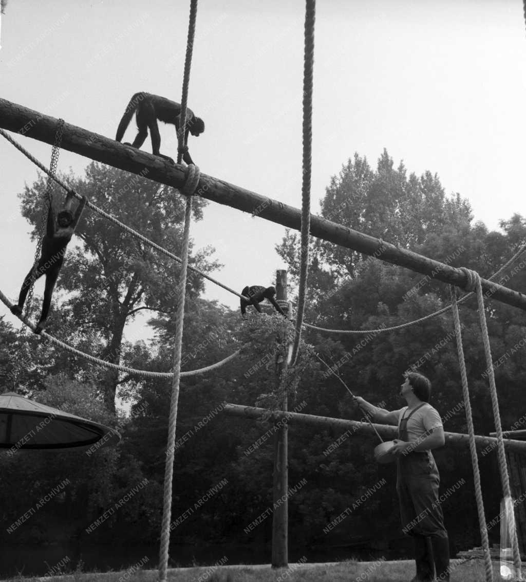 Állatvilág - Pókmajmok a Fővárosi Állat- és Növénykertben