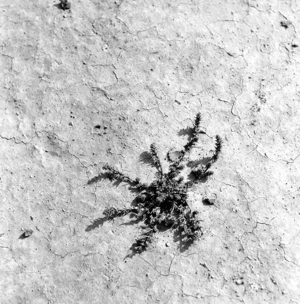 Hortobágy - Növények