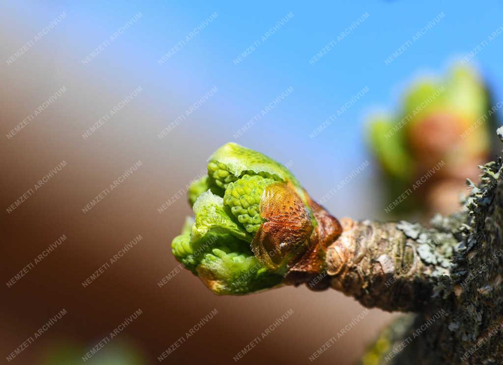 Természet - Debrecen - Tavaszi rügyfakadás