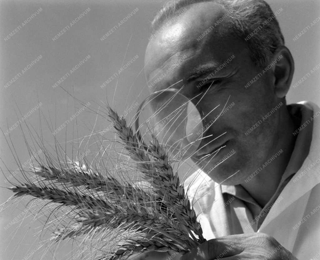 Mezőgazdaság - Tudomány - Tápiószelei Agrobotanikai Intézet