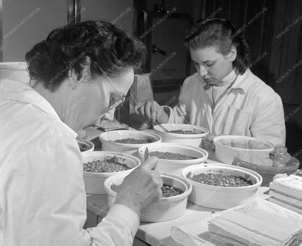 Mezőgazdaság - Vetőborsó vizsgálata a laboratóriumban