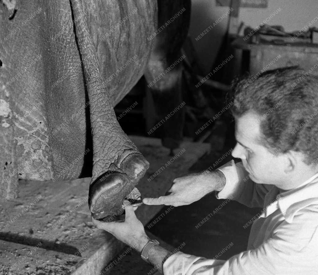 Kultúra - Természettudomány - Országos Természettudományi Múzeum állattára