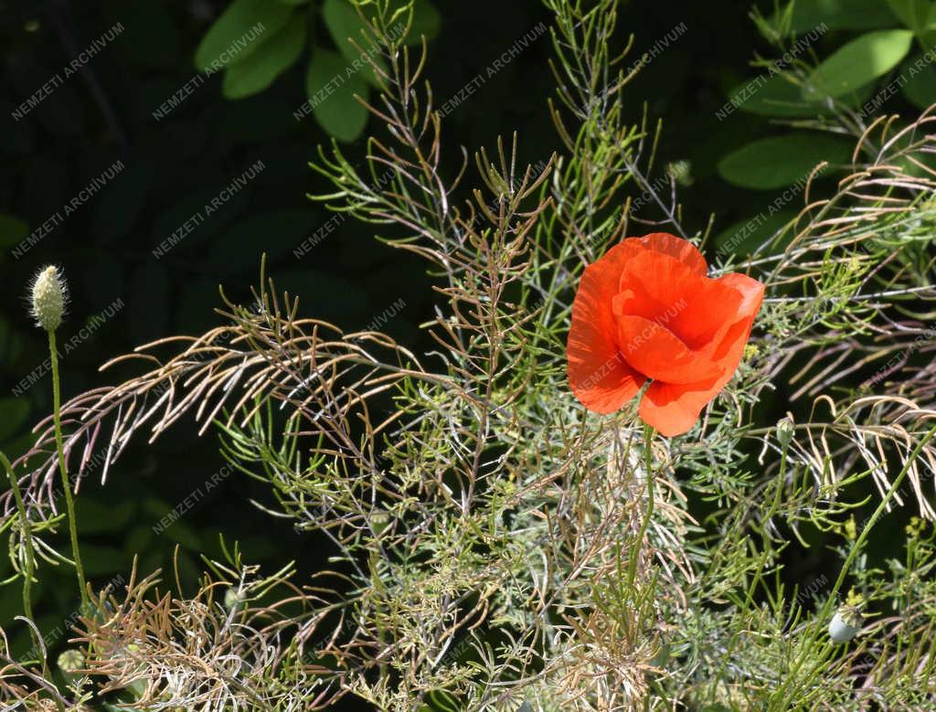 Természet - Budapest - Pipacs