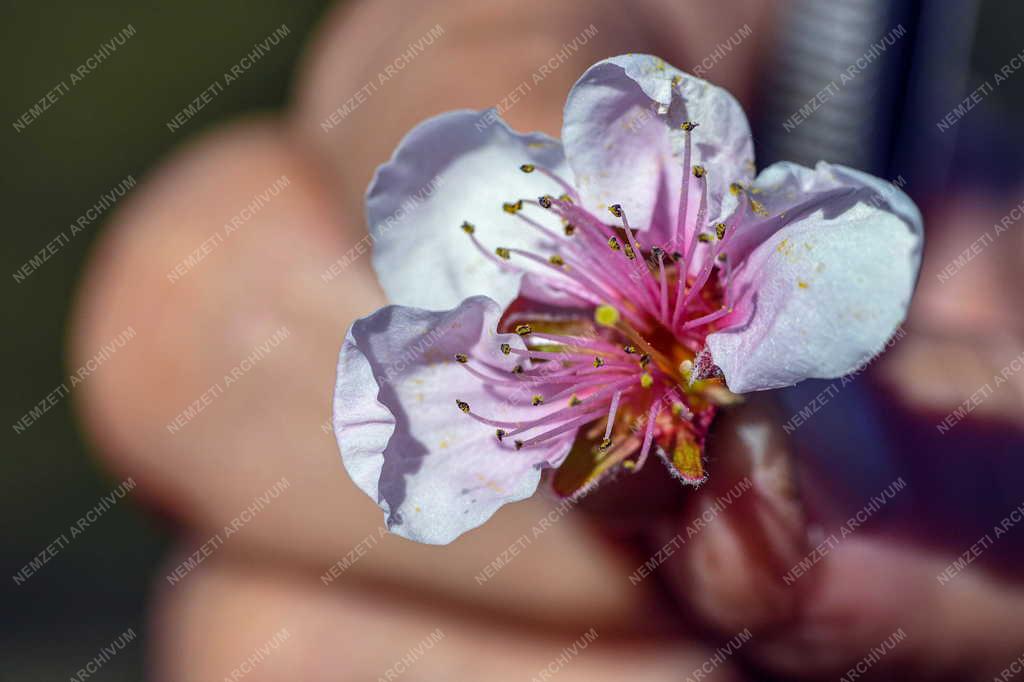 Mezőgazdaság - Őszibarack virágzás, termésbecslés Debrecennél
