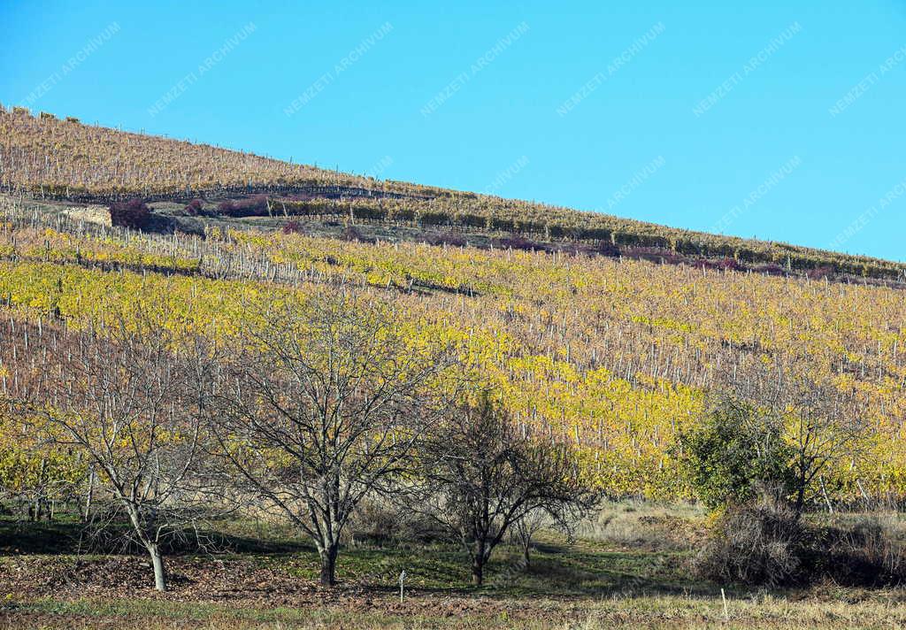 Mezőgazdaság - Szőlőültetvények Tokaj-Hegyalján