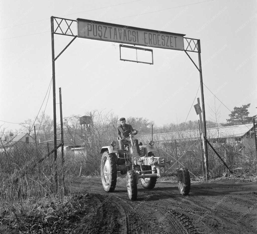 Mezőgazdaság - Pusztavacsi Erdészet