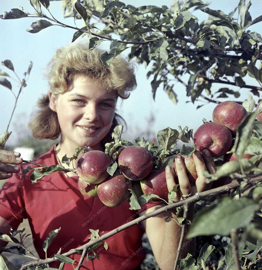 Növénytermesztés - A jövő gyümölcsfája