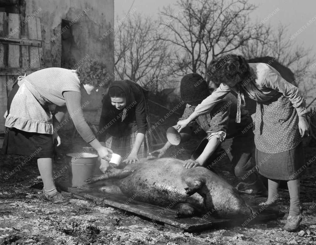 Mezőgazdaság - Disznóvágás
