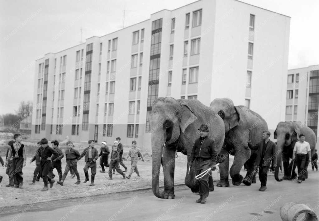 Szórakozás - Szófia-Amszterdam vándorcirkusz