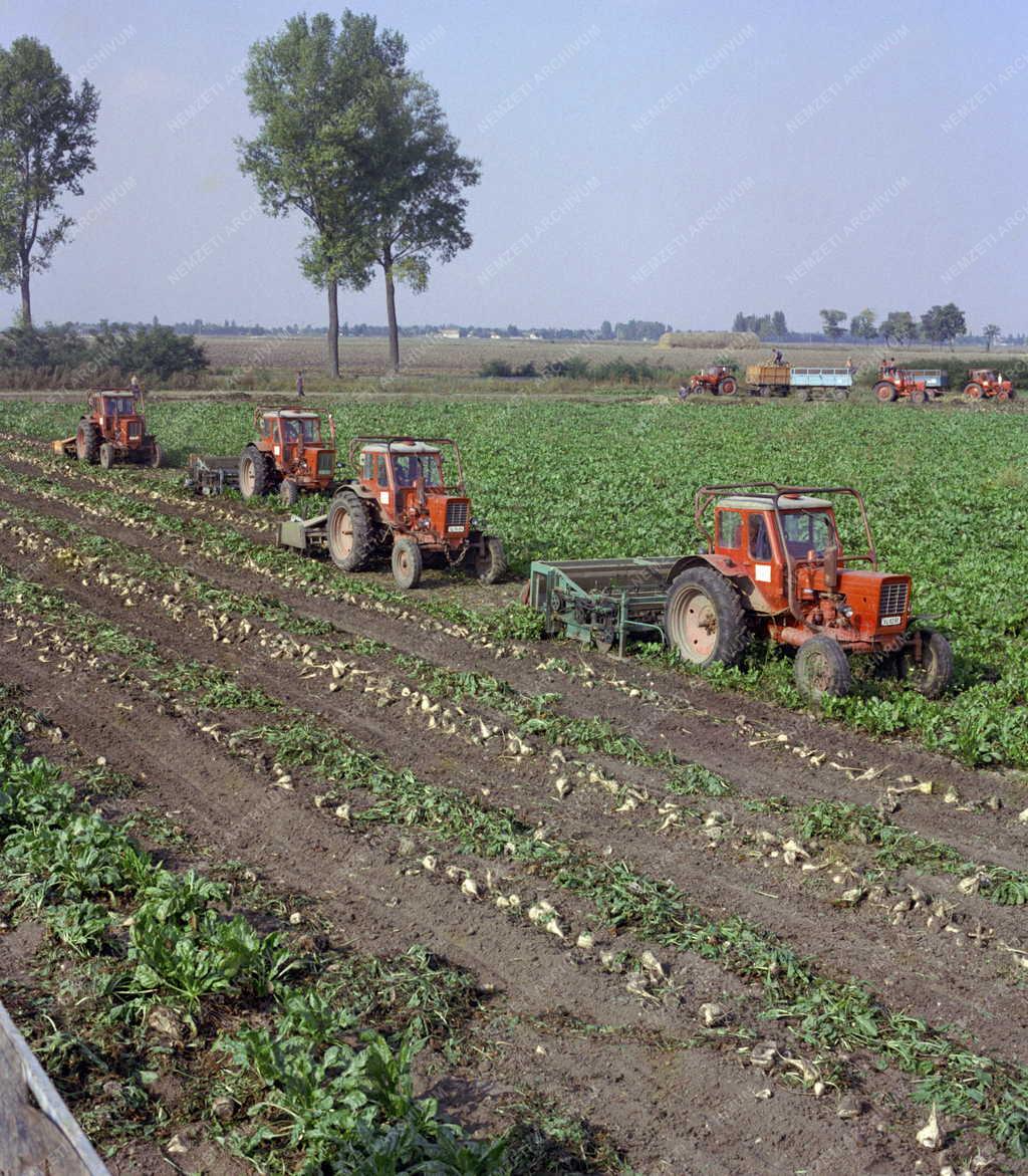 Mezőgazdaság - Növénytermesztés - Betakarítás