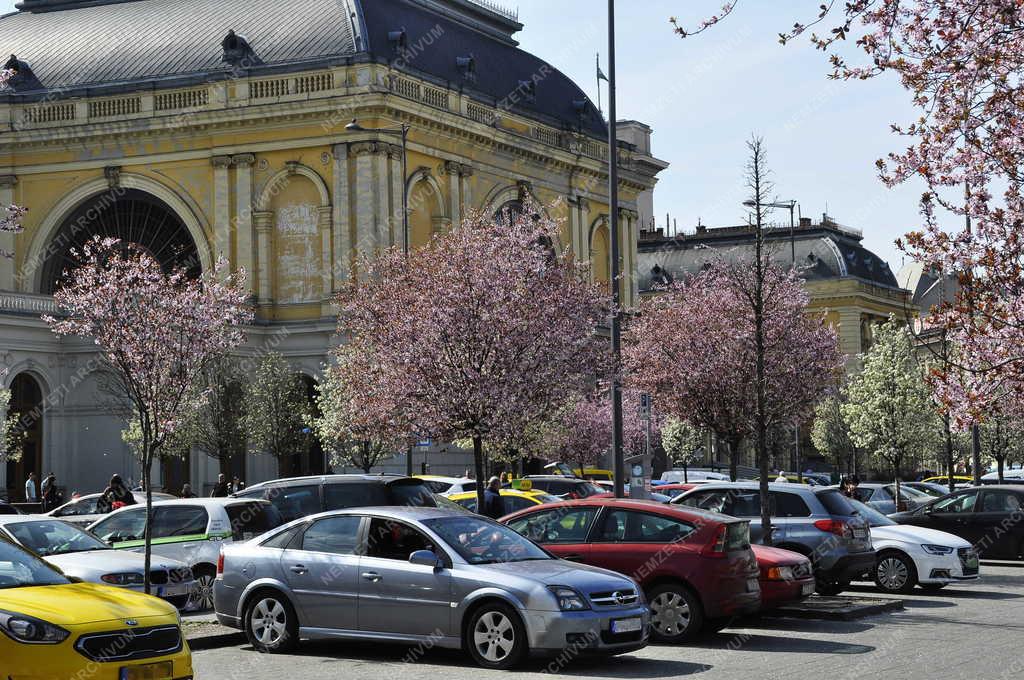 Természet - Budapest - Virágzó fák az autóparkolóban