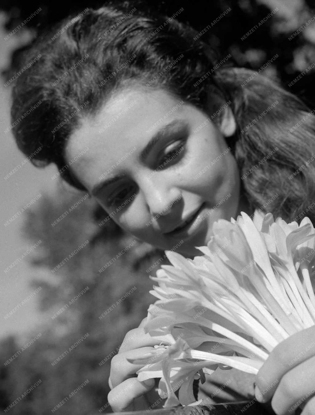 Természet - Virít az őszi kikerics