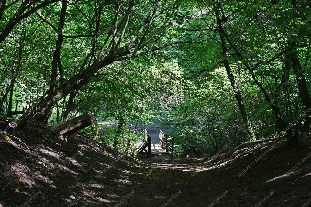 Tájkép - Alsó-Jegenye völgy Solymárnál