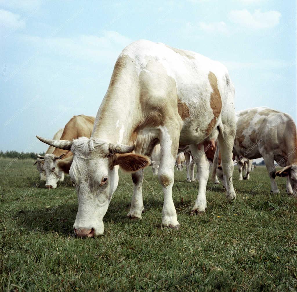Mezőgazdaság - Horti Ezüst Kalász Termelőszövetkezet 