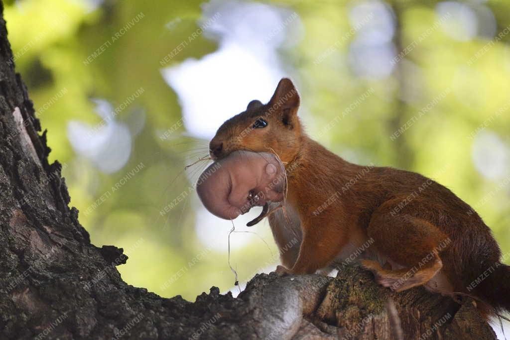 Természet - Állat - Mókus