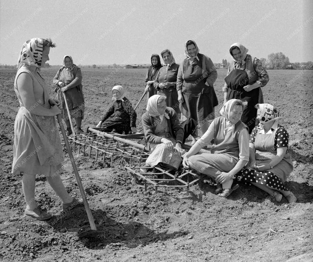 Mezőgazdaság - Szocialista nőbrigád a szentlőrinci tÚttörő Tsz-ben