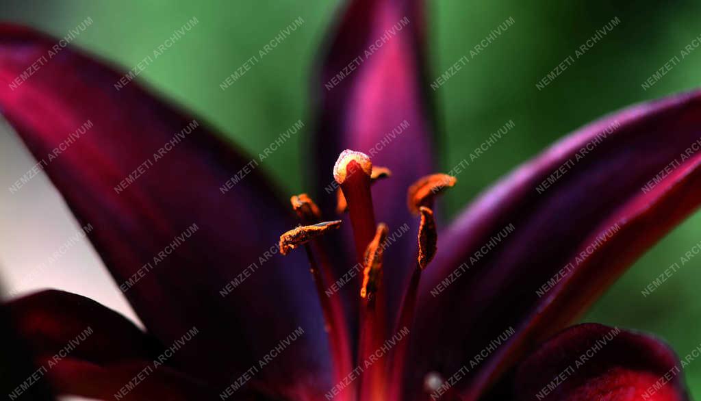 Természet - Debrecen - Virágzó liliom 