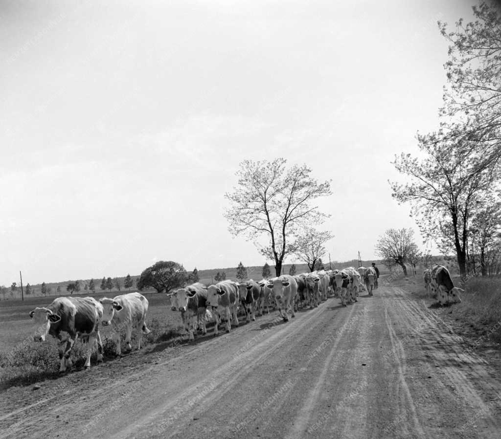 Mezőgazdaság - Legelőre hajtják a teheneket