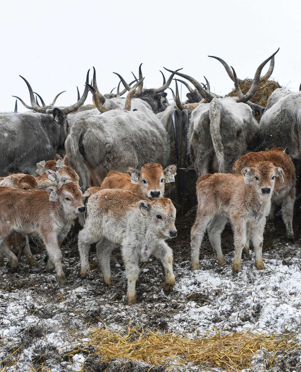 Állattartás - Hortobágy - Ellenek a szürkemarhák 