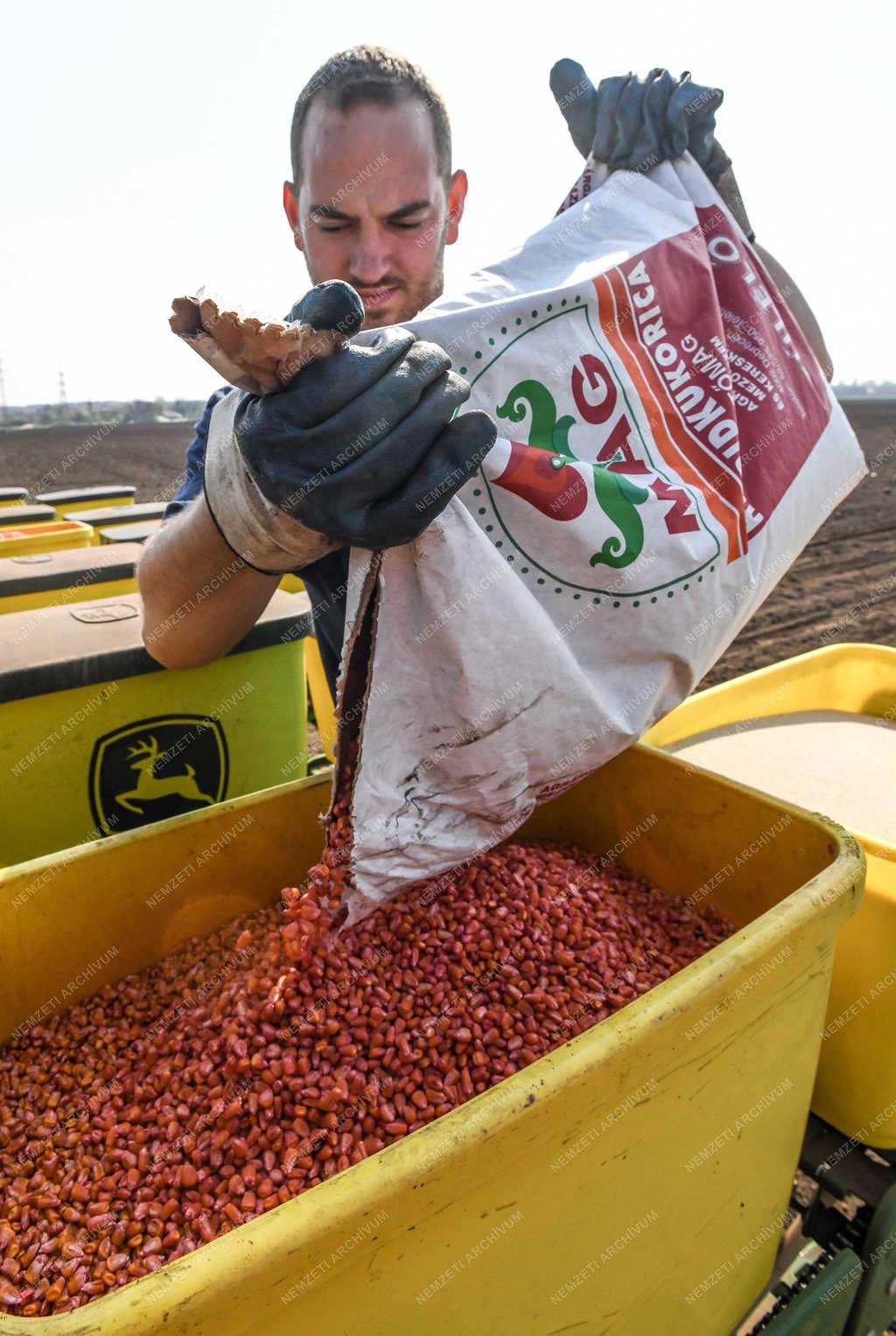 Mezőgazdaság - Debrecen - Kukoricavetés