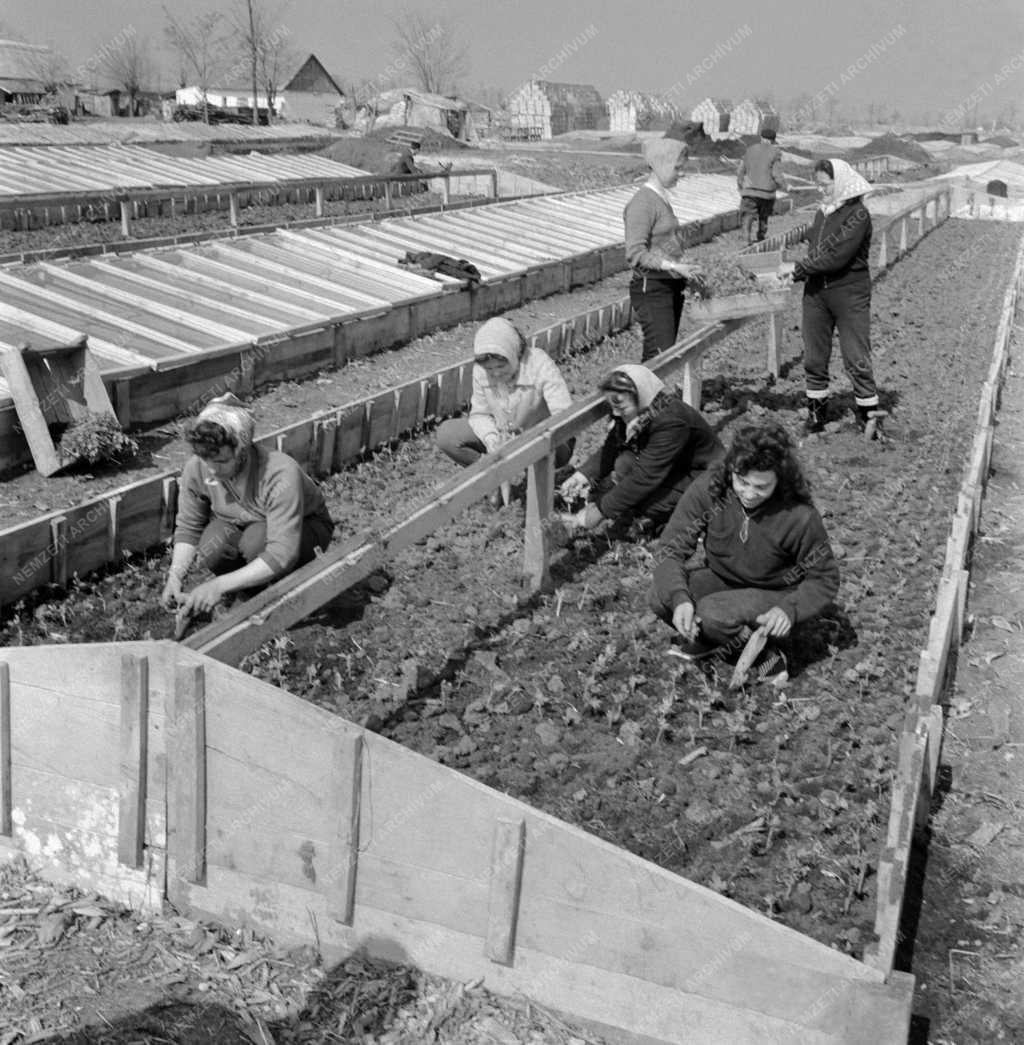 Mezőgazdaság - Tavaszi munka a szentesi termelőszövetségben 
