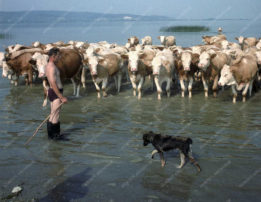 Mezőgazdság - A Keszthelyi Agrártudományi Főiskola kísérleti gazdasága