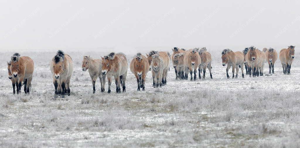 Állatvilág - Hortobágy - Przewalski-lovak a Hortobágyon