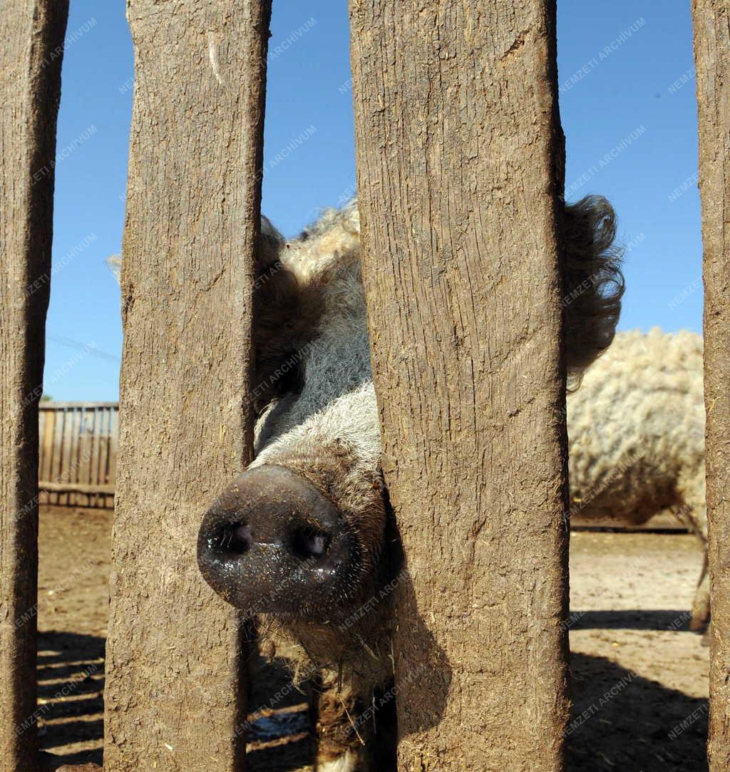 Állattenyésztés - Hajdúböszörmény - Mangalica tenyésztés