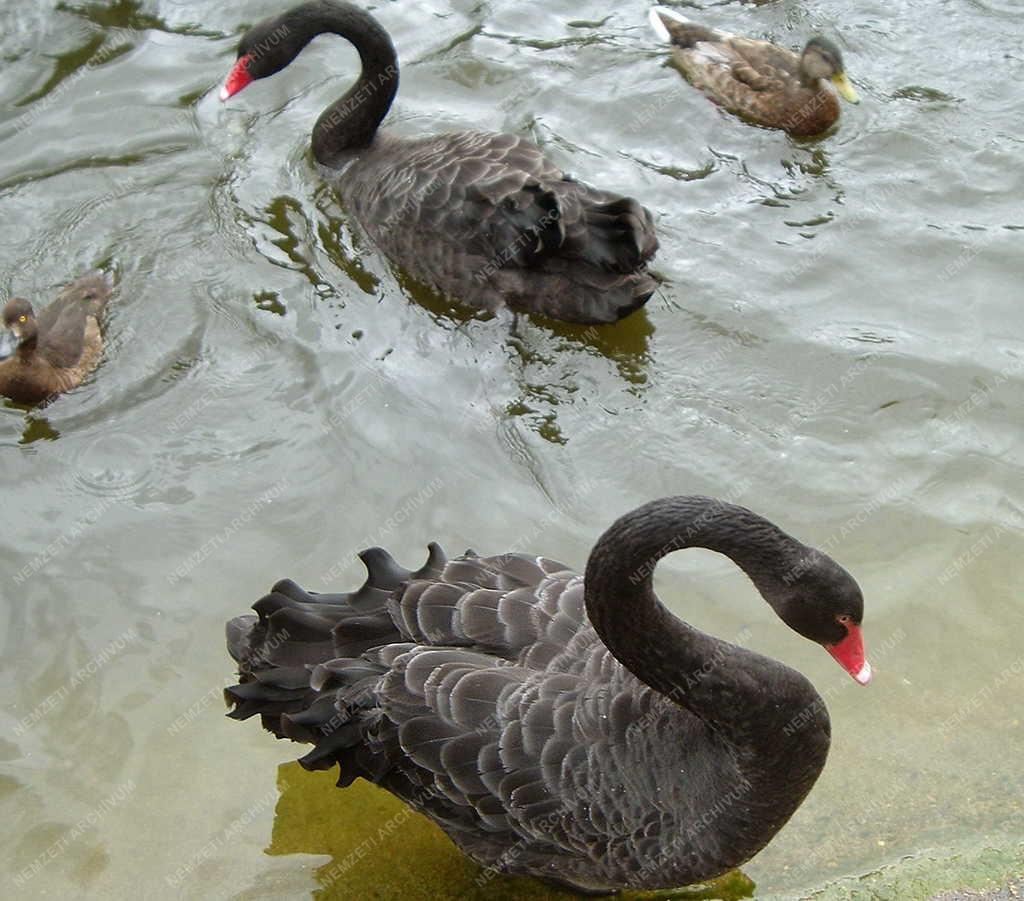 London - Madarak a St. James parkban