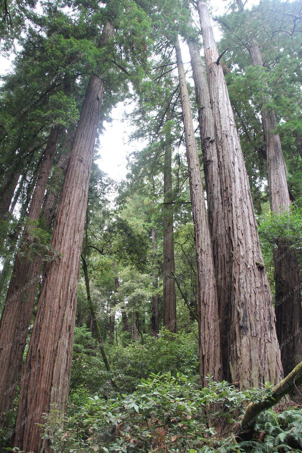Természet  - Muir Woods Nemzeti Emlékhely