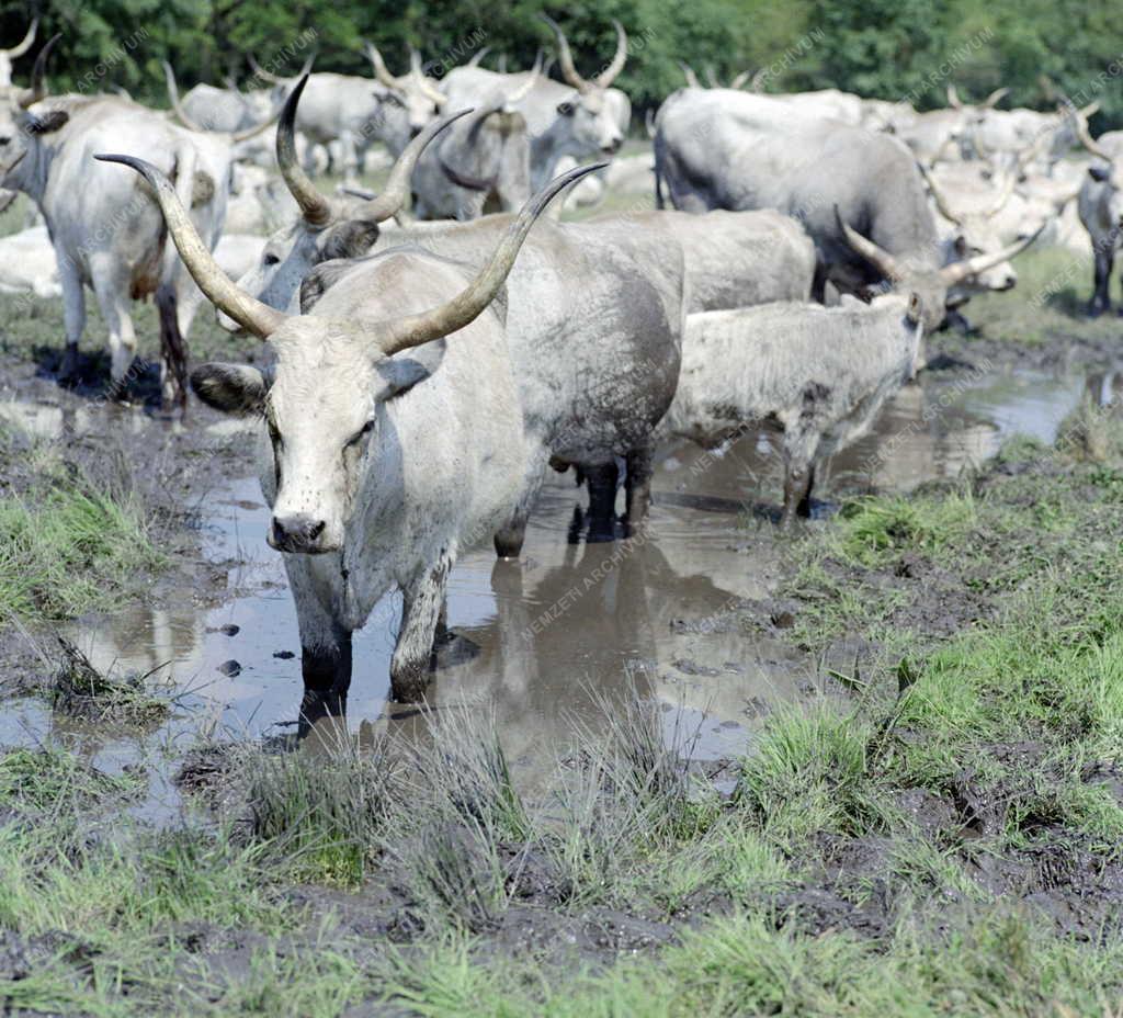 Mezőgazdaság - Szürke marhák