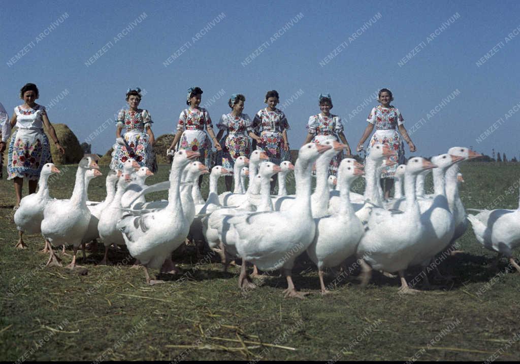 Folklór - Kalocsai népviselet Drágszélen