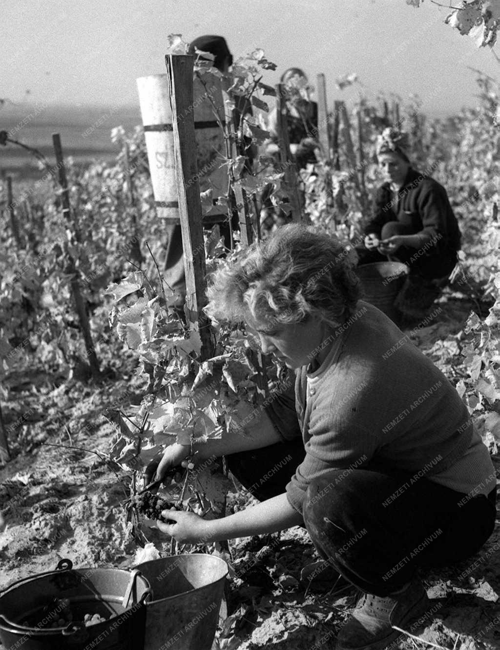 A szerző válogatása - Szüret a Szőlészeti Kutató Intézetben