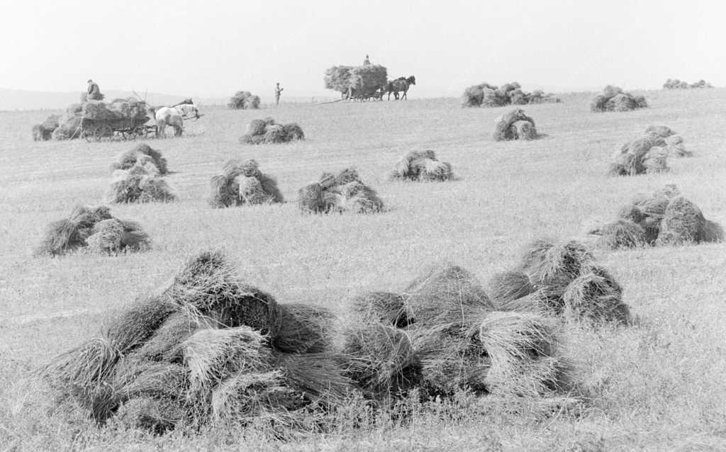 Mezőgazdaság - Len betakarítása