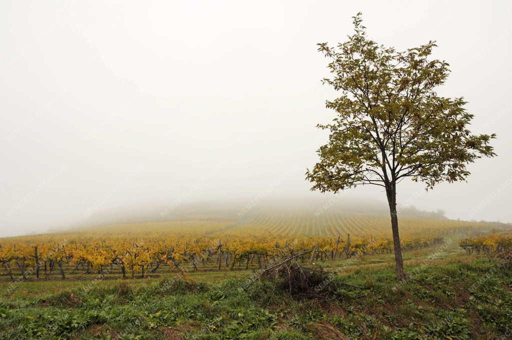 Tájkép - Bodrogkisfalud - Szőlőültetvény