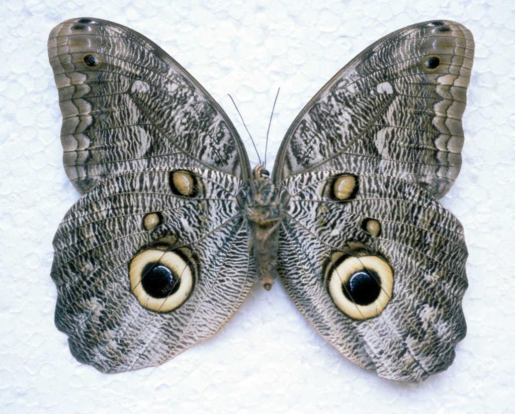 Entomológia - Bezsilla László lepkegyűjteménye