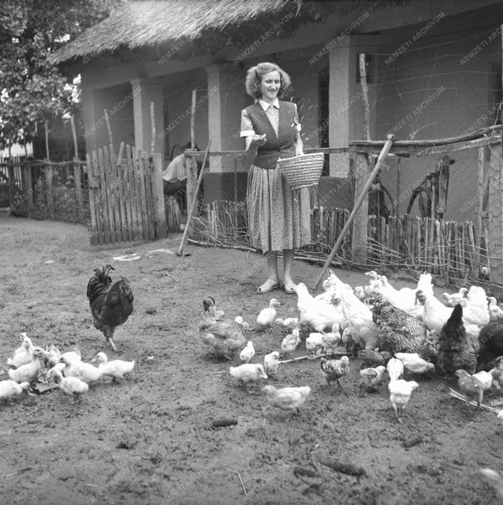Gazdaság - Háztáji gazdaság
