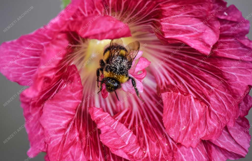 Természet - Budapest - Poszméh