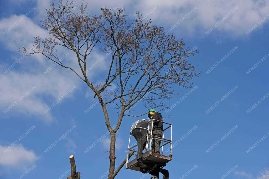 Kertészet - Vác - Fák gondozása