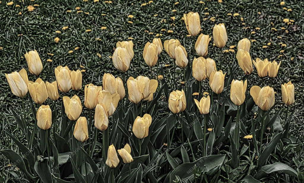 Természet - Növény - Tulipánok