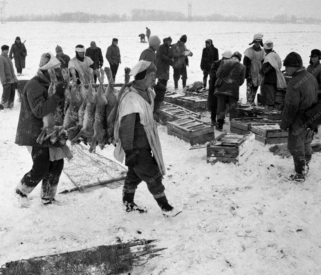 Vadászat - Nyulak befogása Szolnokon