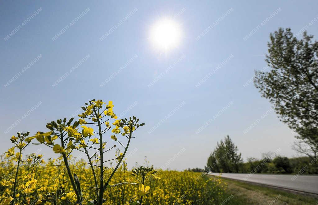 Mezőgazdaság - Hajdúszovát - Virágzik a repce 