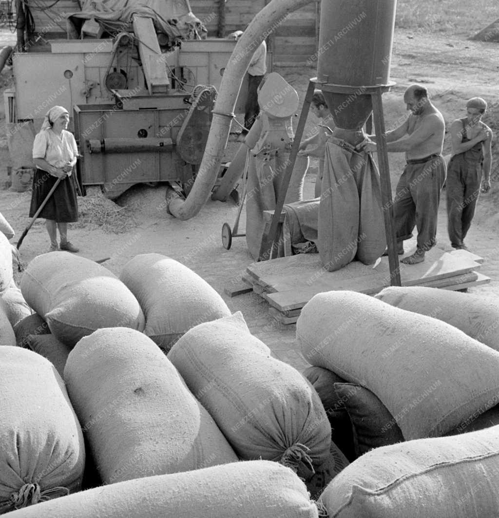 Mezőgazdaság - Nagyrédei Szőlőskert Termelőszövetkezet   