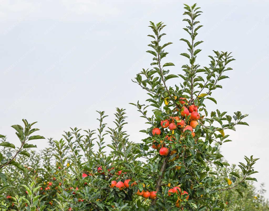 Gyümölcstermesztés - Debrecen - Várható almatermés