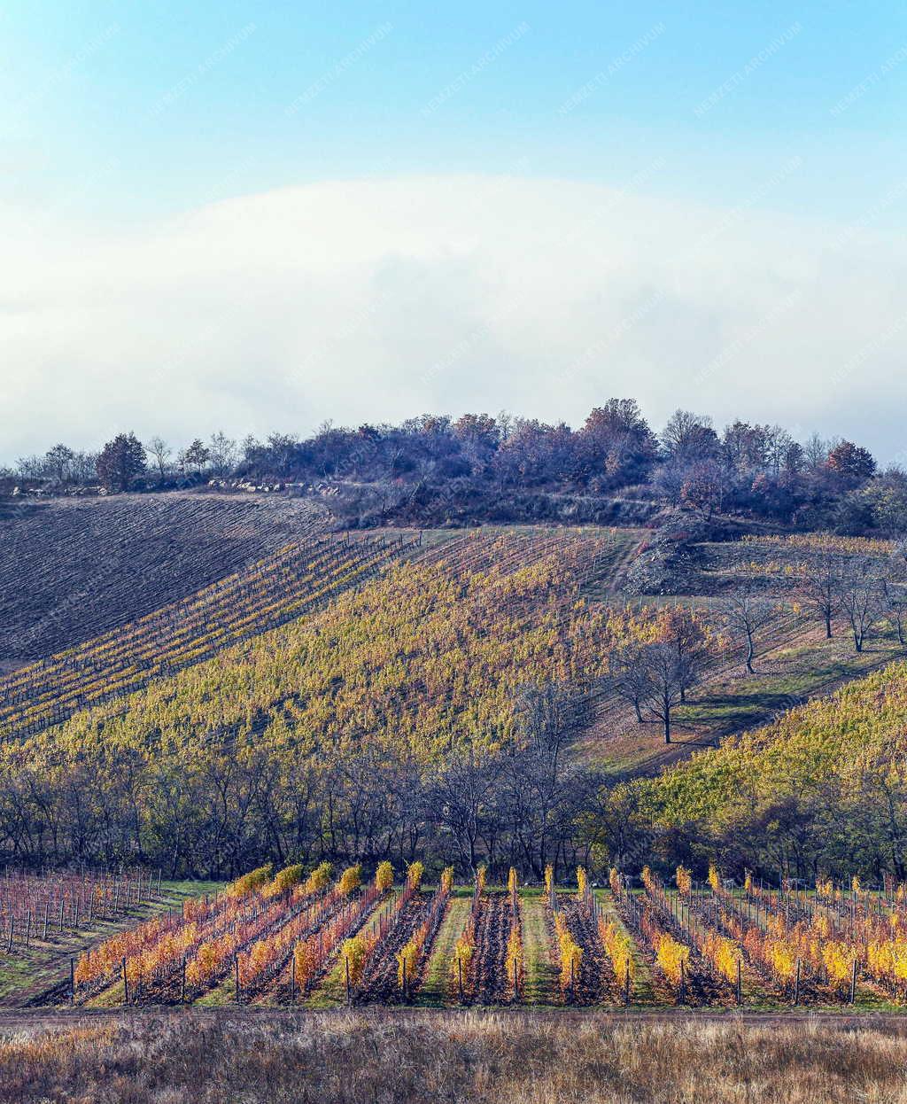 Mezőgazdaság - Szőlőültetvények Tokaj-Hegyalján